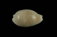 藏品(銀絲寶螺)的圖片